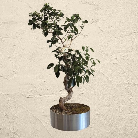 S Shaped Bonsai